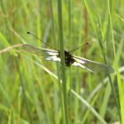 insecte sur brin d herbe