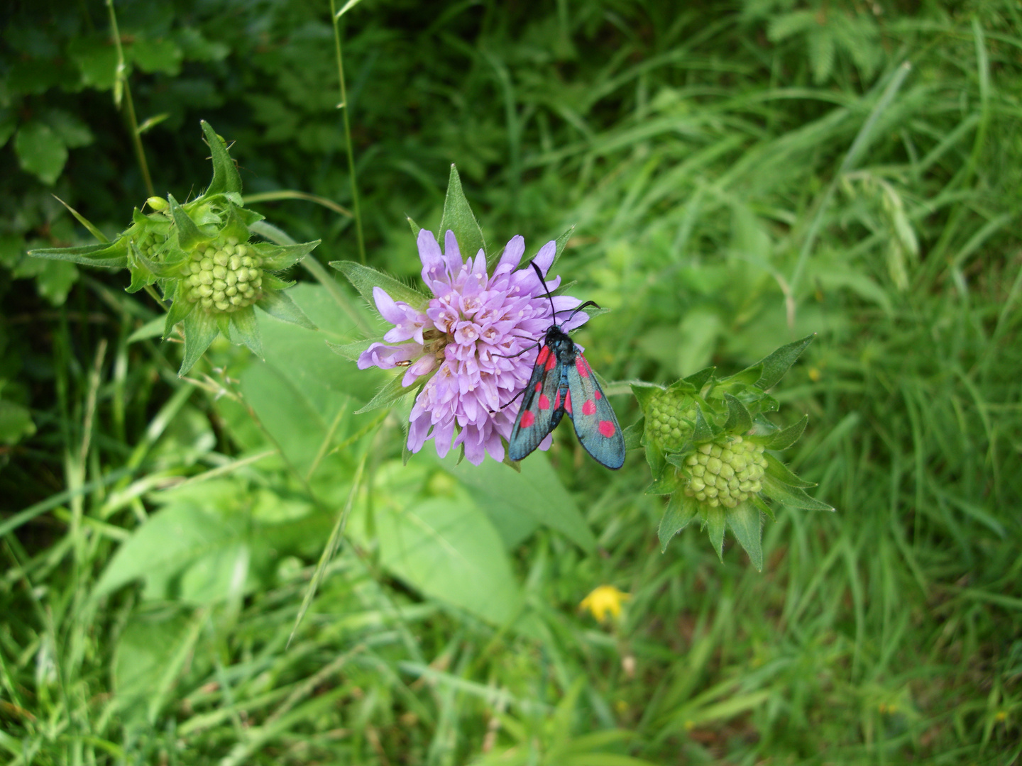 Insecte sur centaurée