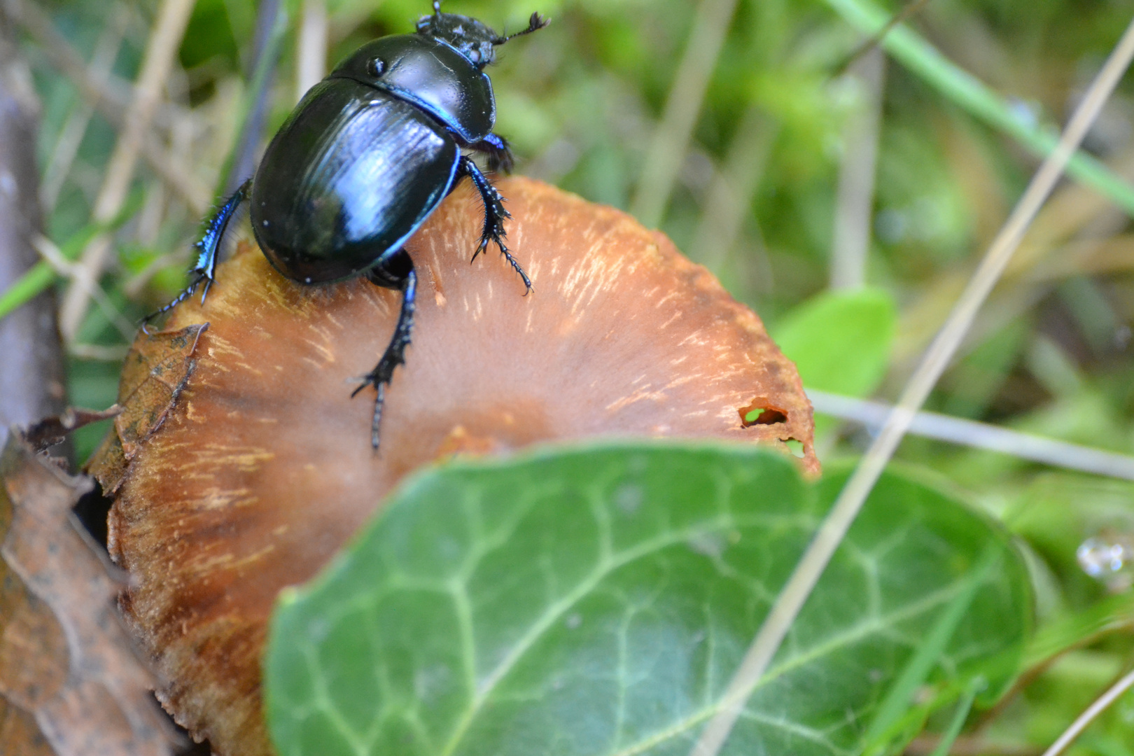 insecte sur champignon