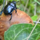 insecte sur champignon