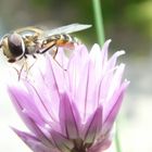 insecte sur ciboulette