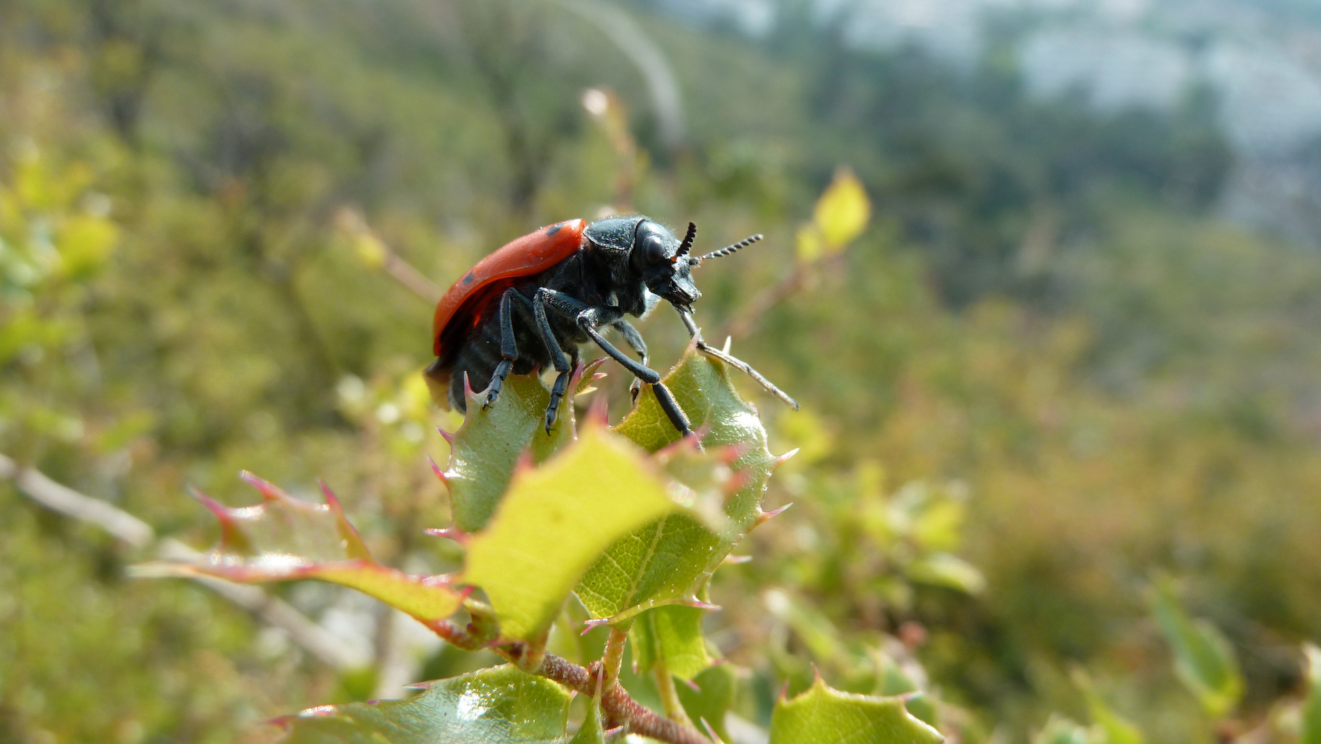 Insecte sur des feuilles pointues.