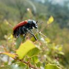 Insecte sur des feuilles pointues.