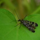 insecte sur feuille d'ipomée