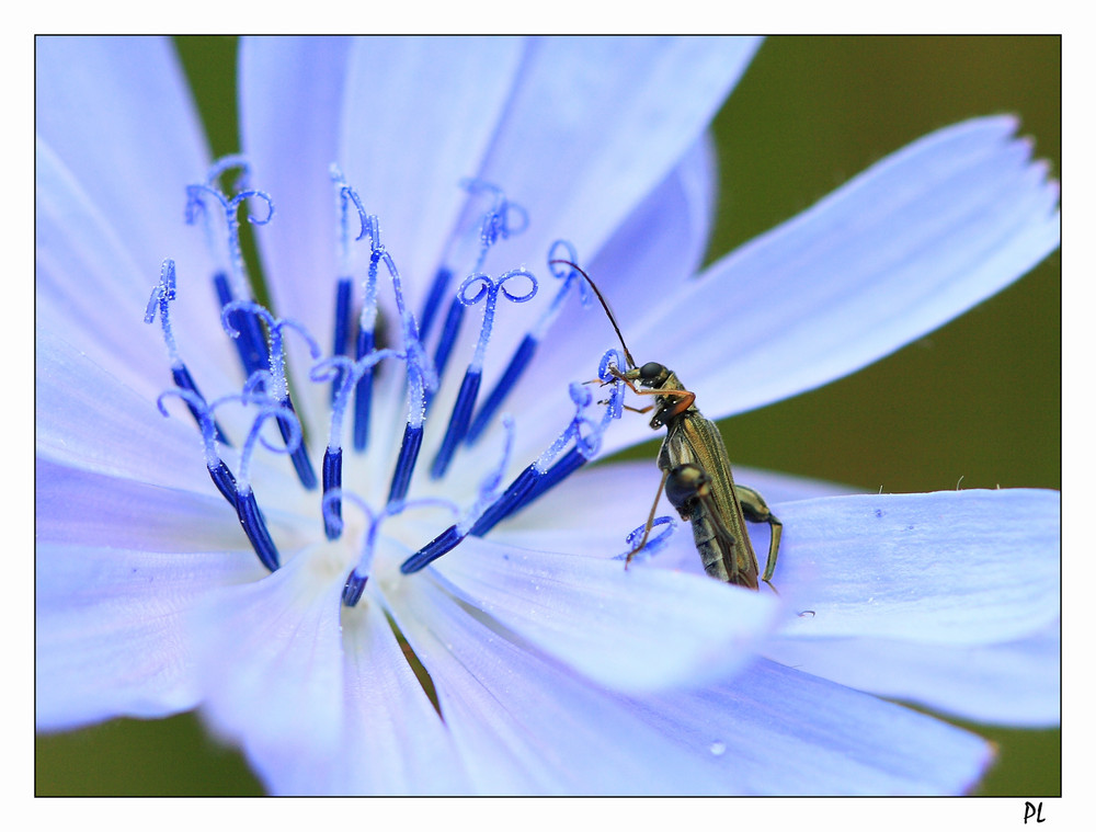 insecte sur fleur de chicorée