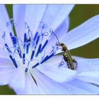 insecte sur fleur de chicorée