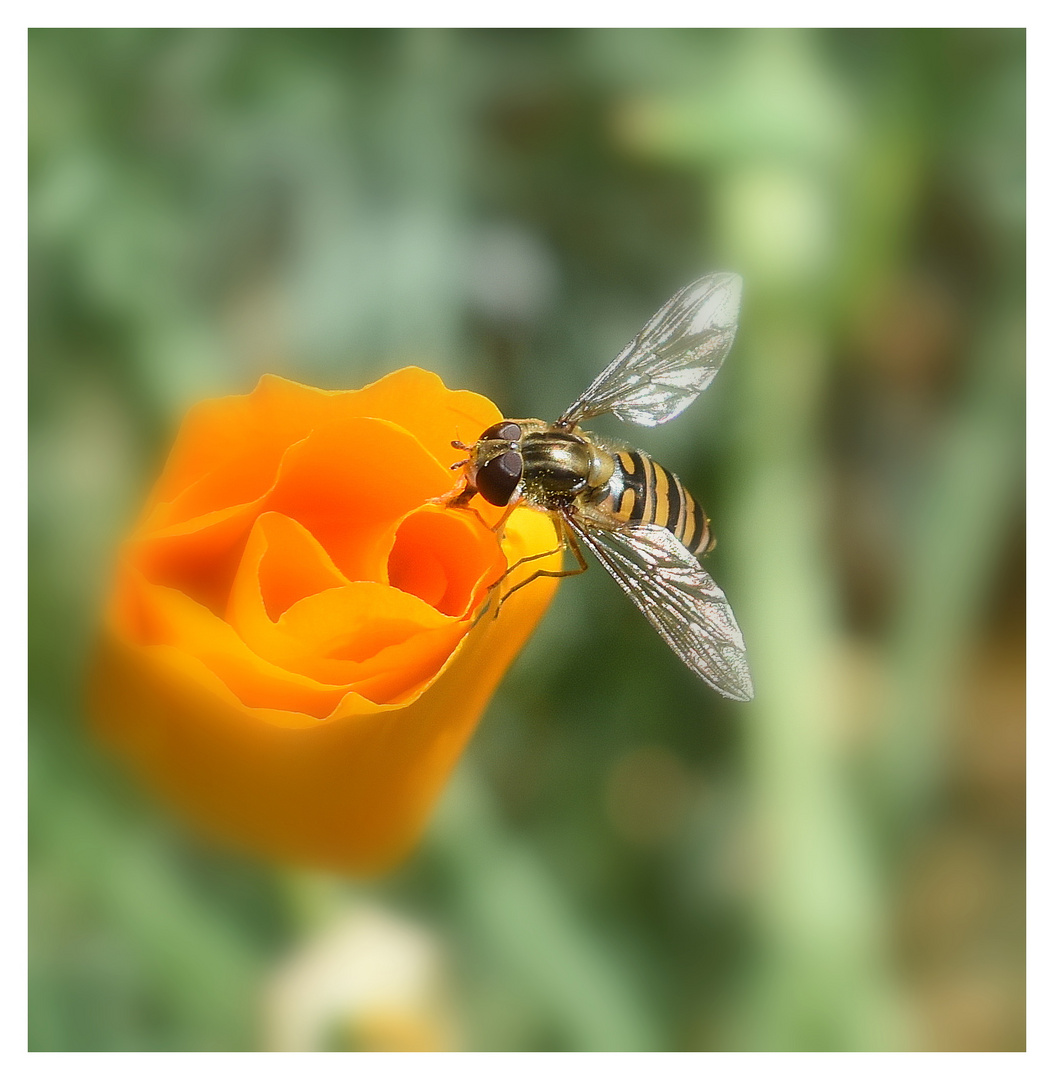 insecte sur la fleur