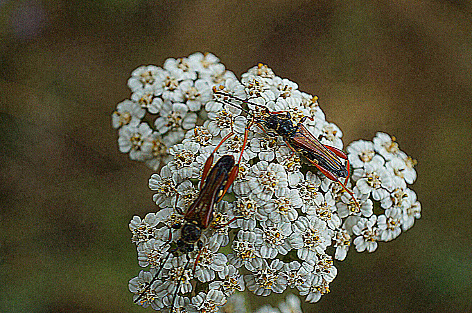 insecte sur la fleur de carotte sauvage