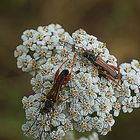 insecte sur la fleur de carotte sauvage