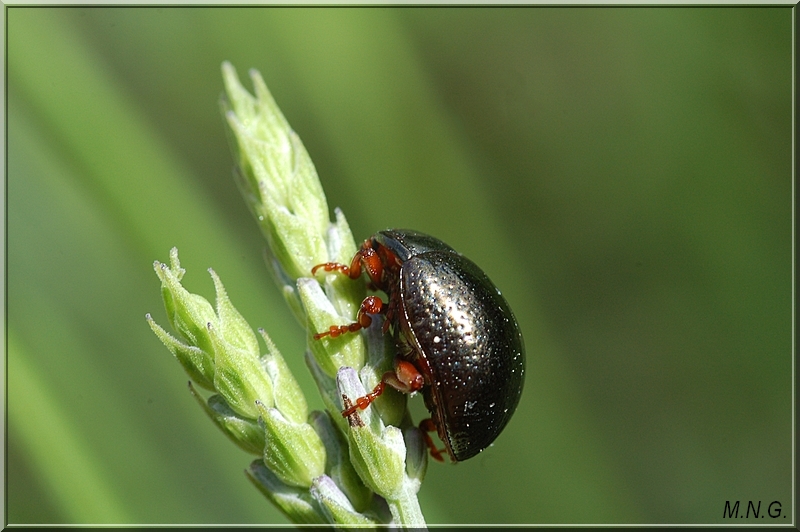 Insecte sur lavande !