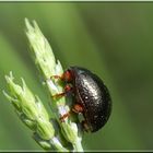 Insecte sur lavande !