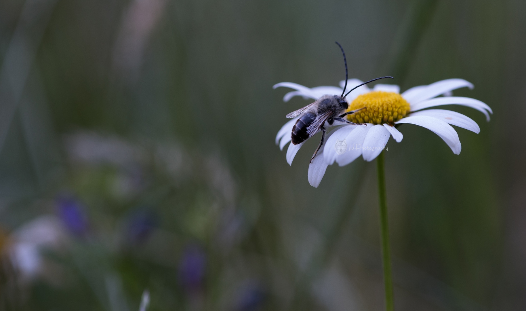 Insecte sur Marguerite