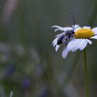 Insecte sur Marguerite