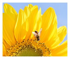 insecte sur tournesol