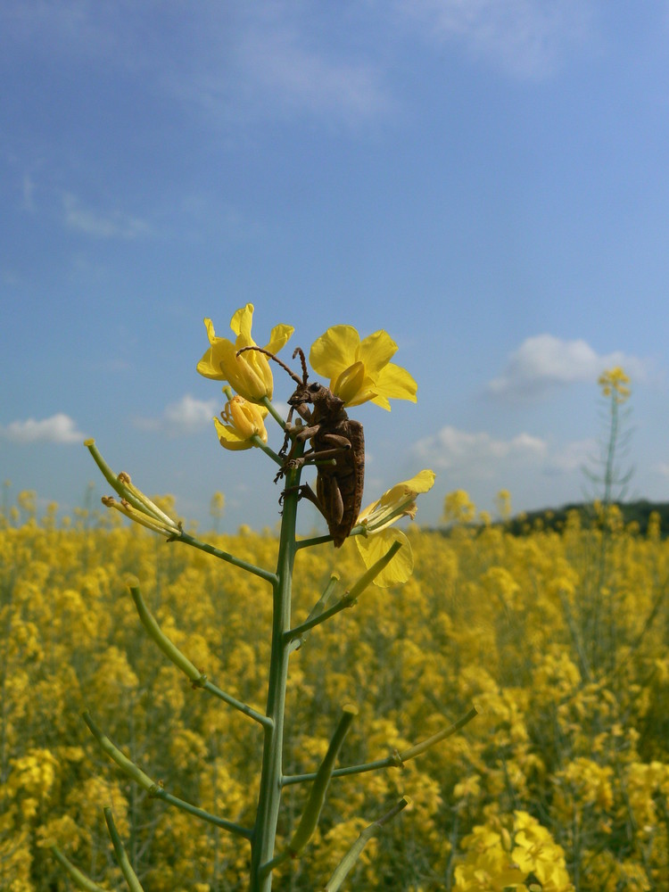 insecte sur une fleur de colza