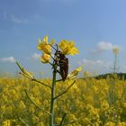 insecte sur une fleur de colza