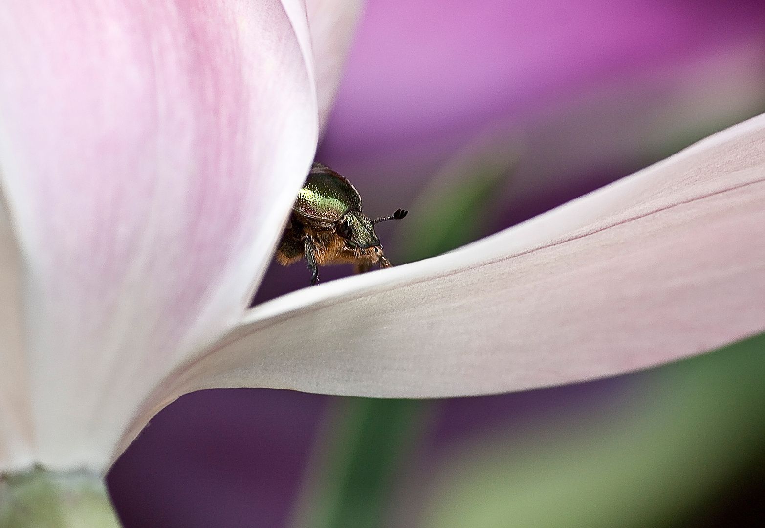 insecte sur une tulipe