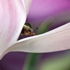 insecte sur une tulipe