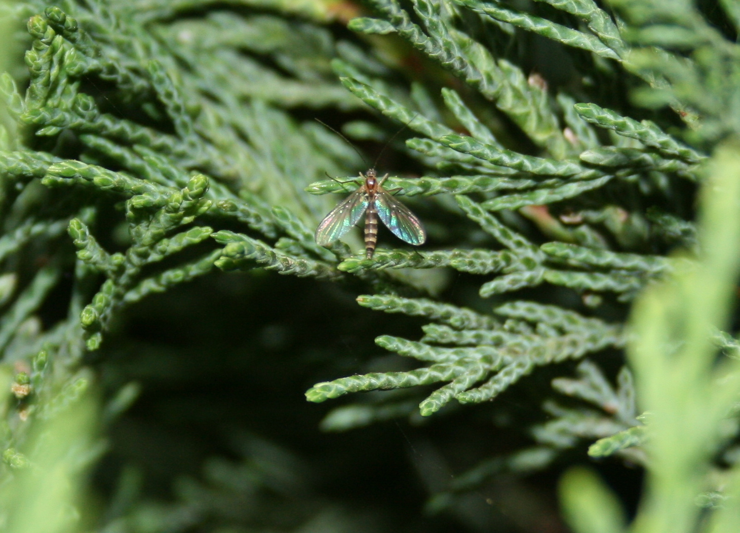 Insecte volant au repos