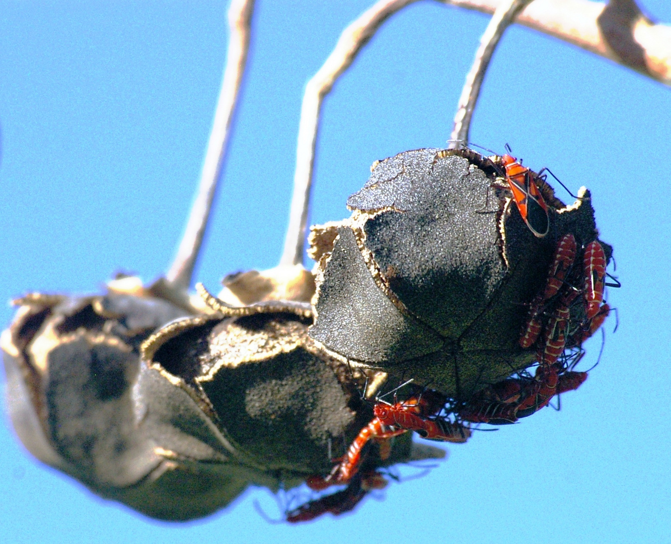 Insectes sur fruits sec, au bord de la mer, Guadeloupe