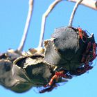 Insectes sur fruits sec, au bord de la mer, Guadeloupe