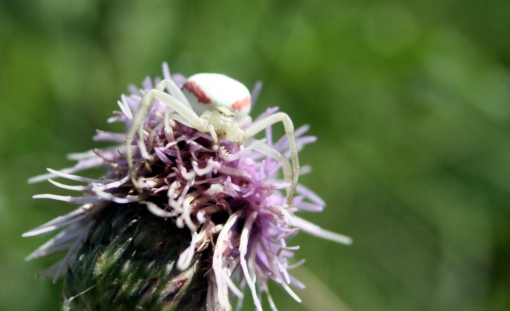 insectes....je vous ai à l'oeil !!!!!