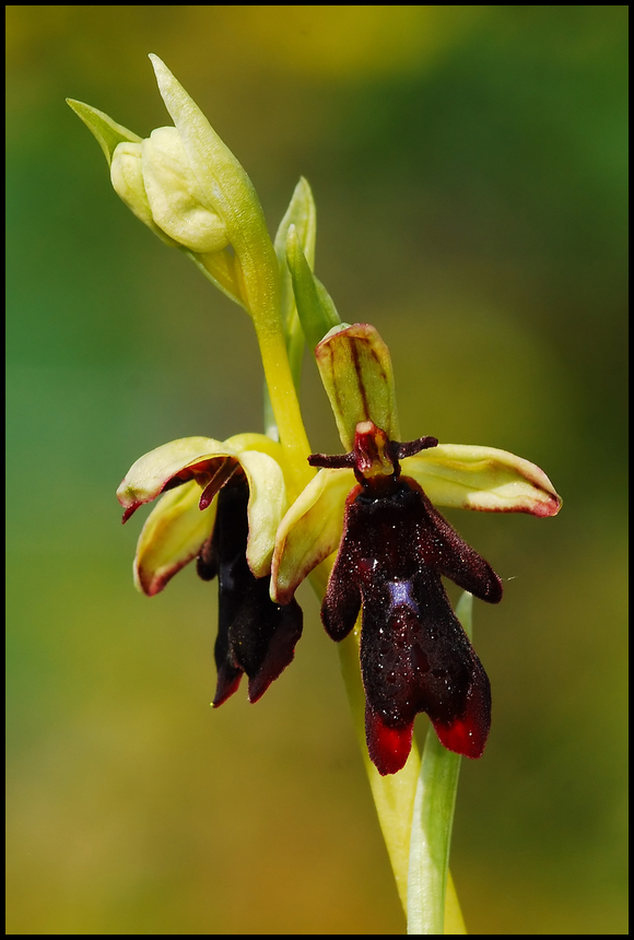 *** Insectifera In The Morning ***