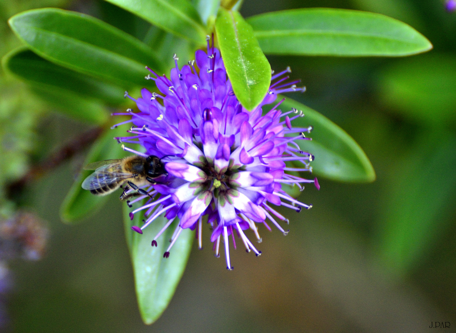 INSECTO ANTÓFILO