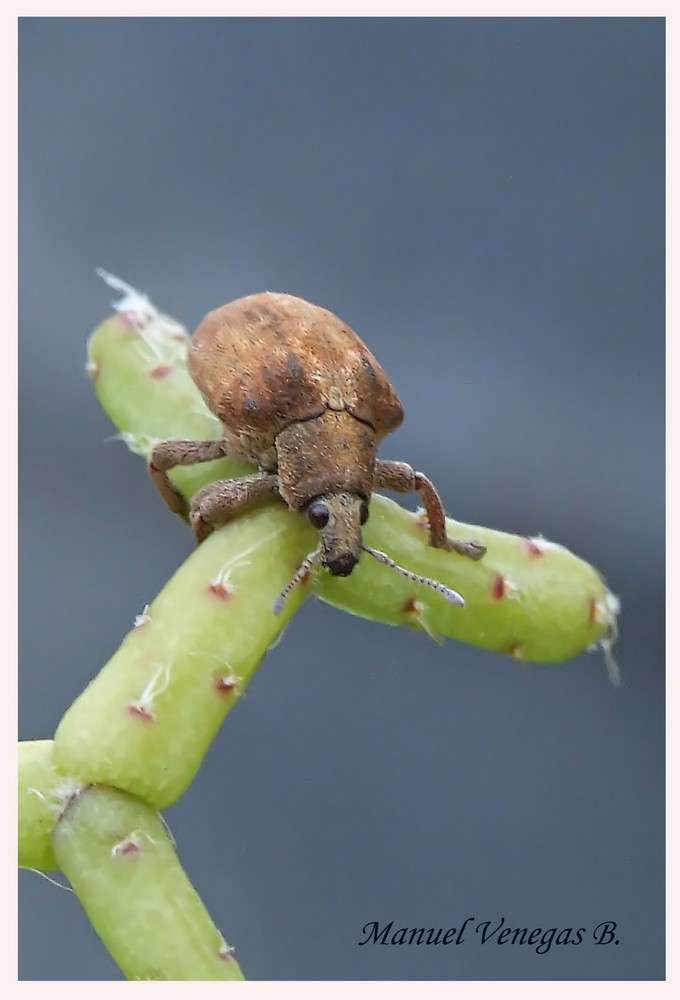 Insecto despues de la lluvia.