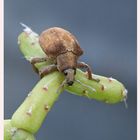 Insecto despues de la lluvia.