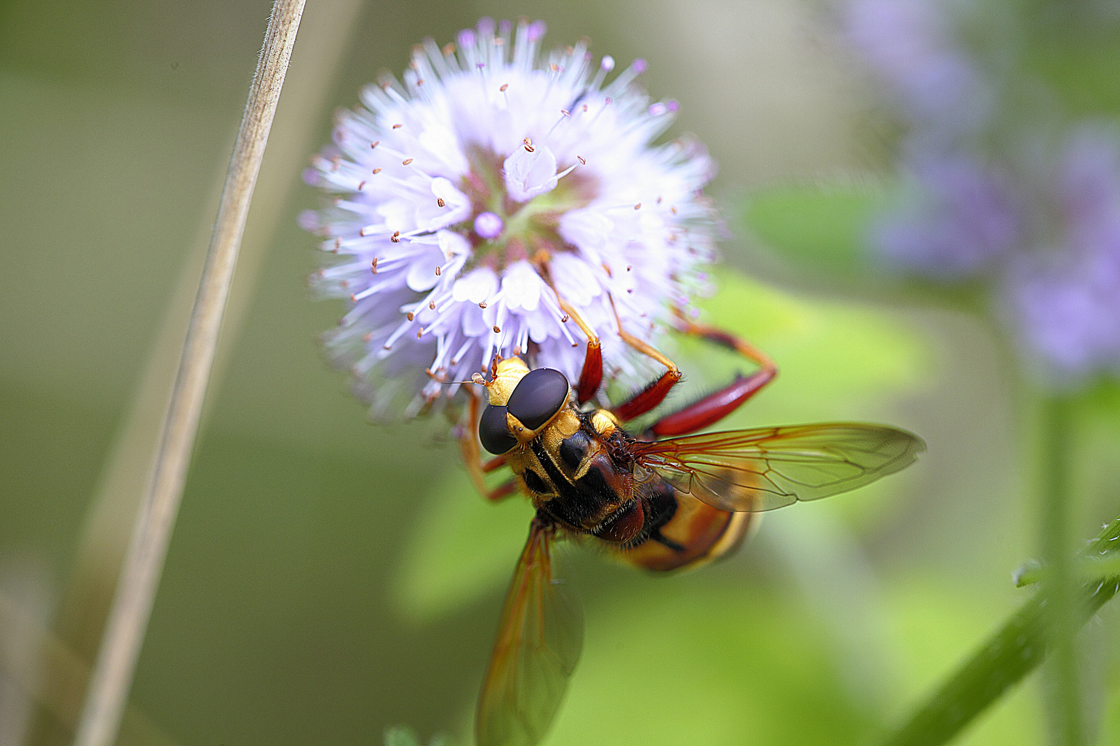 insecto (mosca)