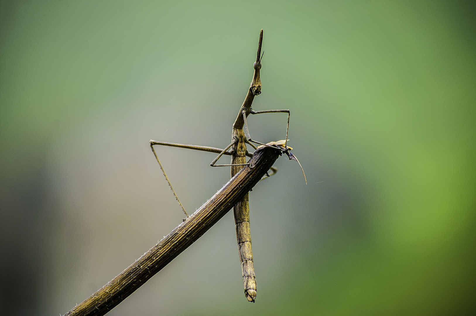 insecto palo