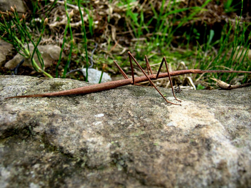 iNSECTO PALO de FREDY 