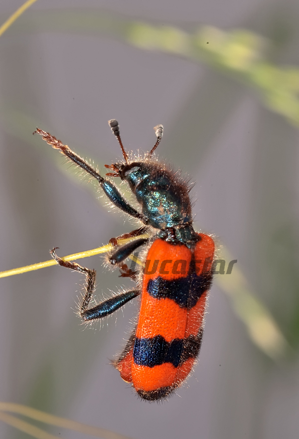 Insecto peludo