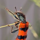 Insecto peludo