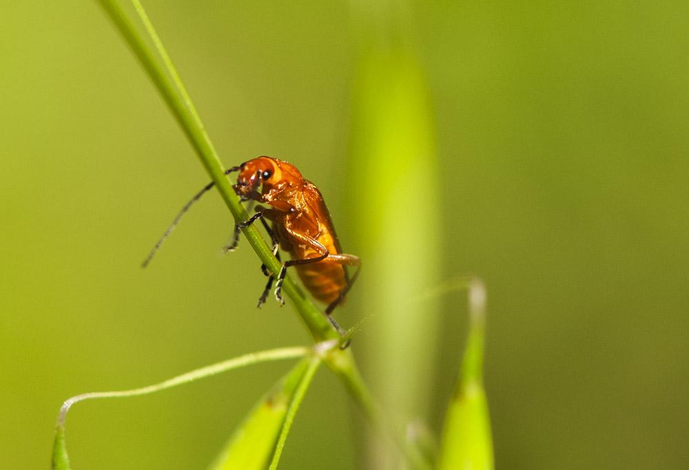 Insecto rojo