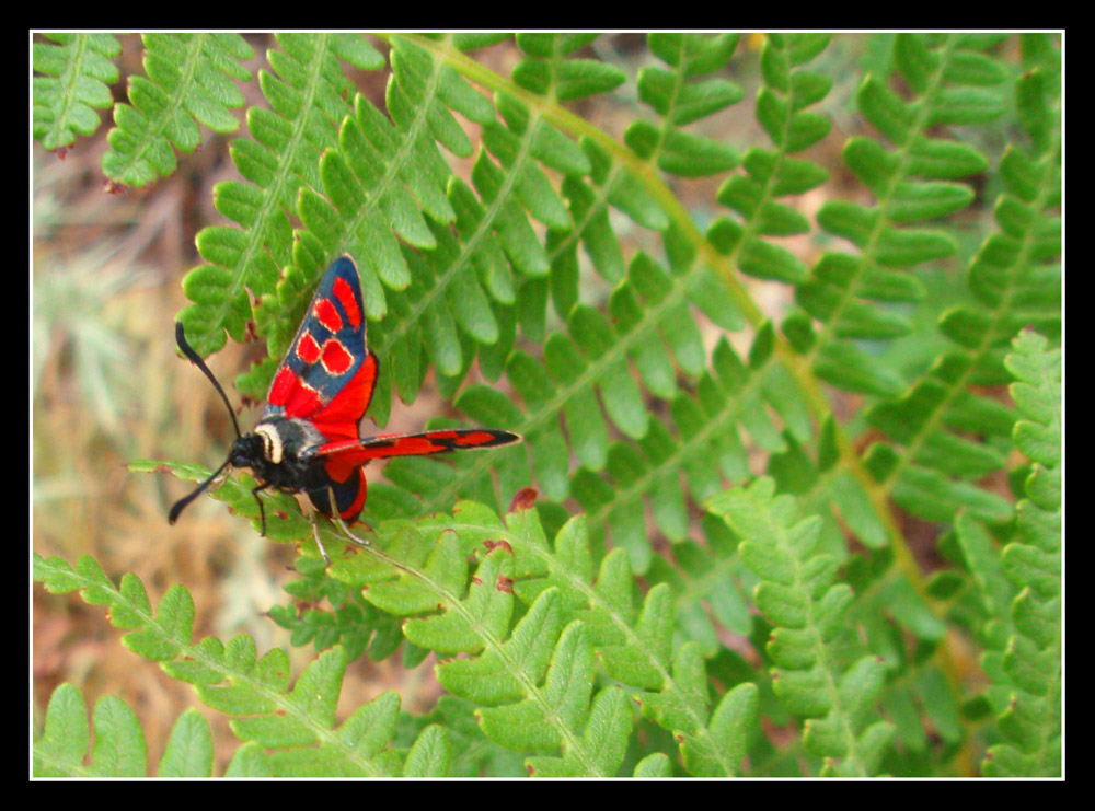 Insecto rojo Red Fly