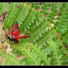 Insecto rojo Red Fly