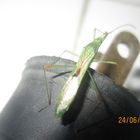 INSECTO VERDE