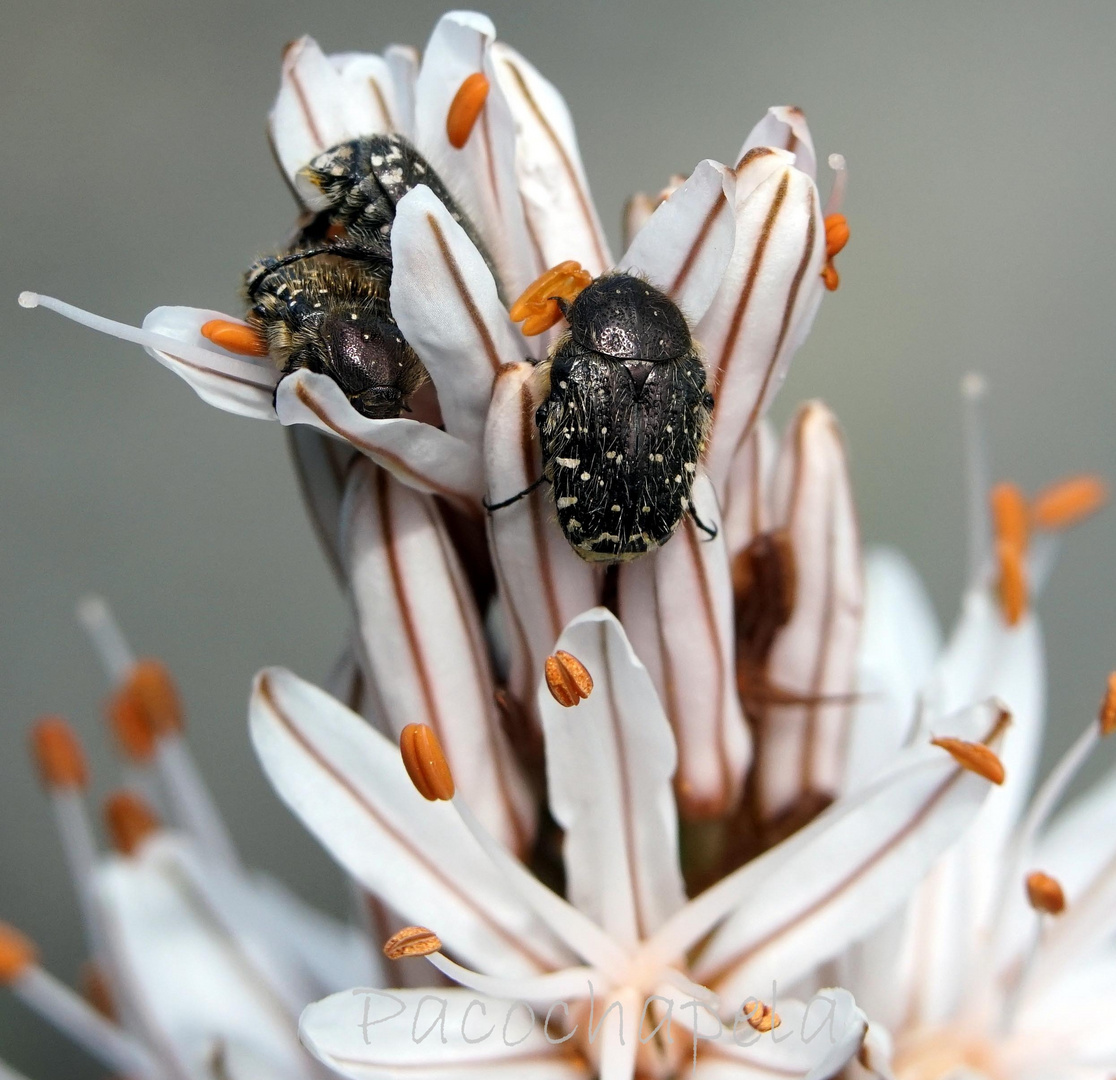 Insectos en flor