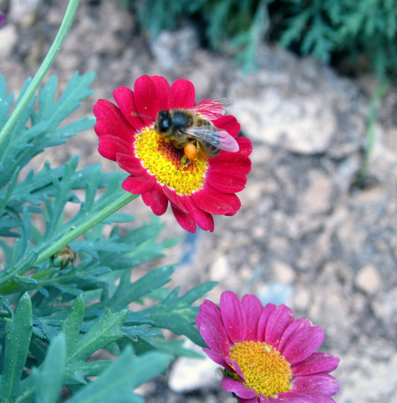 Insectos en la naturaleza 2