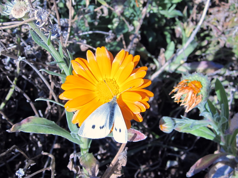 Insectos en la naturaleza 3