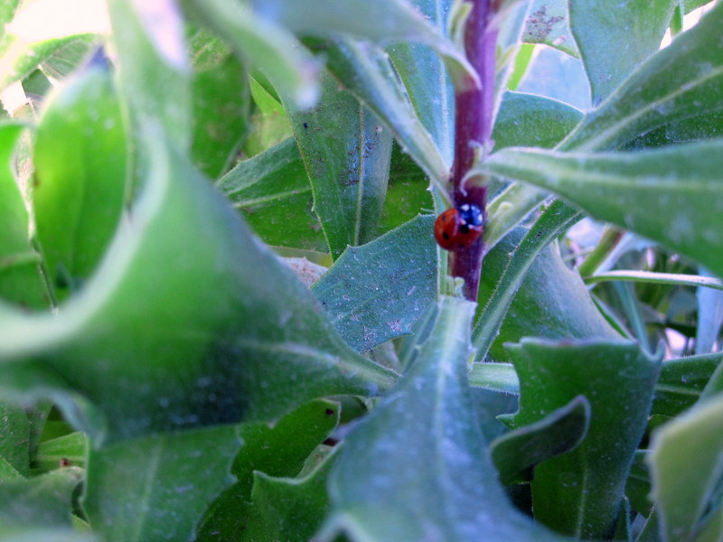 Insectos en la naturaleza