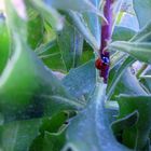 Insectos en la naturaleza