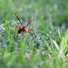 Insectos himenópteros alados con aguijón.