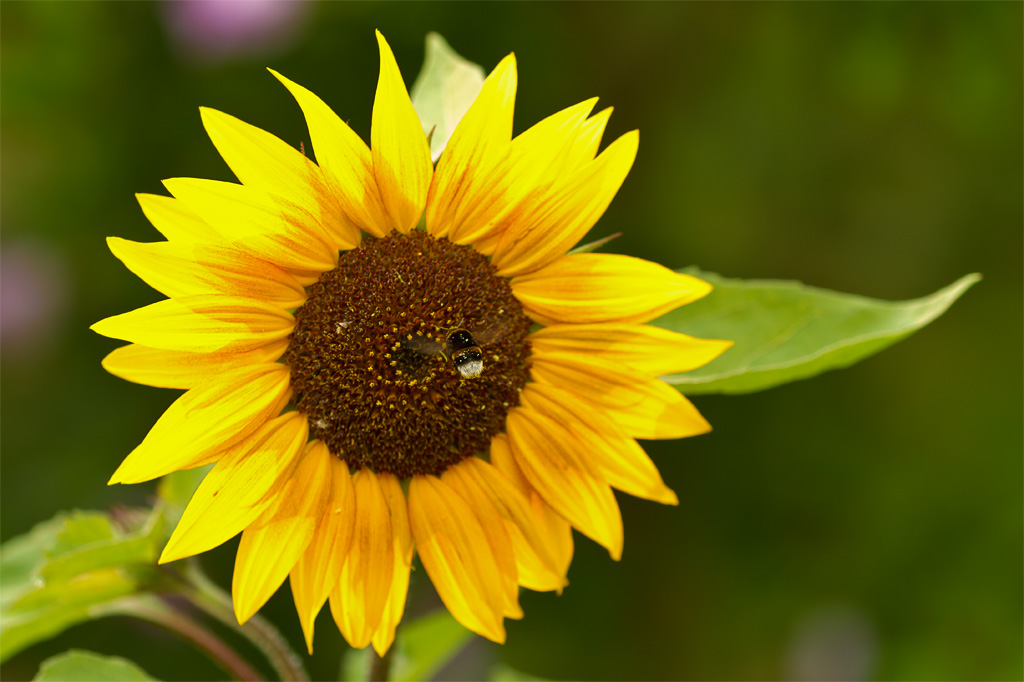 insects and flowers 1