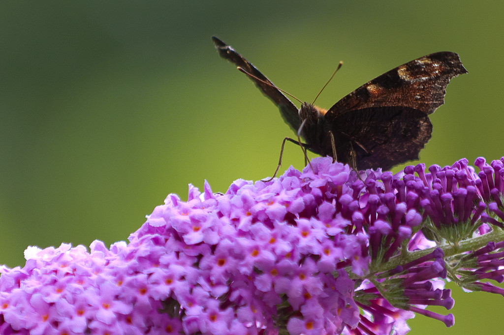 insects and flowers 2