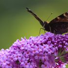 insects and flowers 2