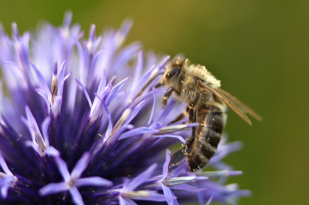 insects and flowers 3