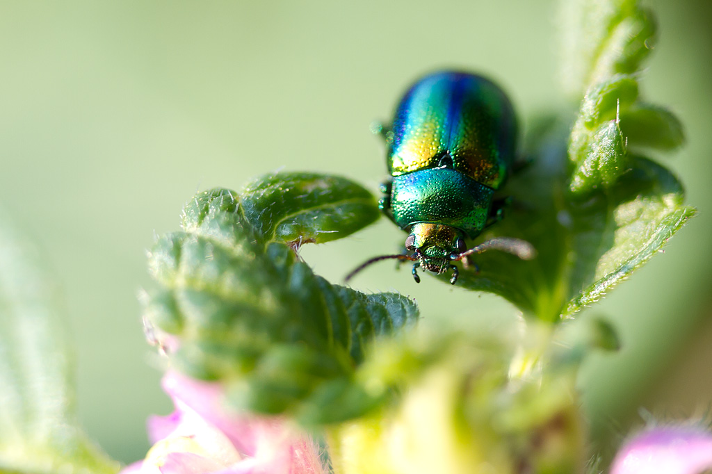 insects and flowers 4